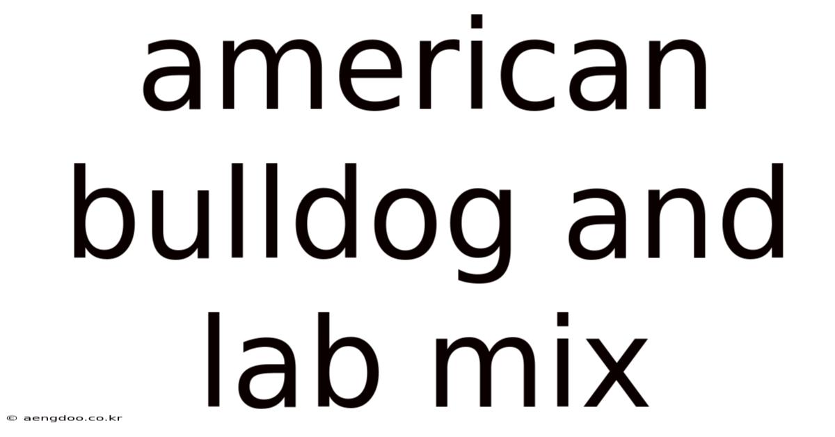 American Bulldog And Lab Mix