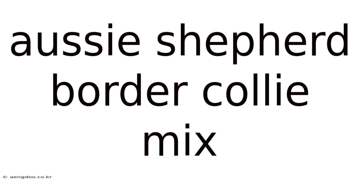 Aussie Shepherd Border Collie Mix