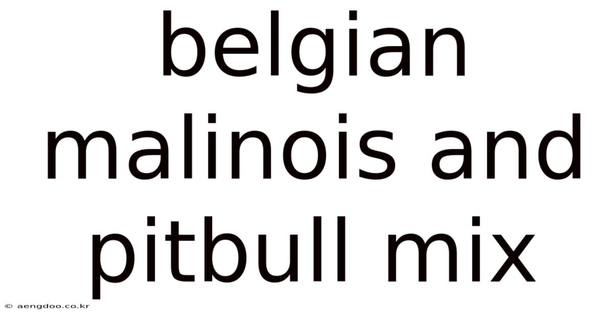 Belgian Malinois And Pitbull Mix