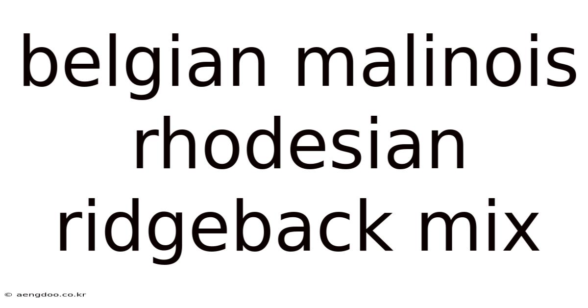 Belgian Malinois Rhodesian Ridgeback Mix