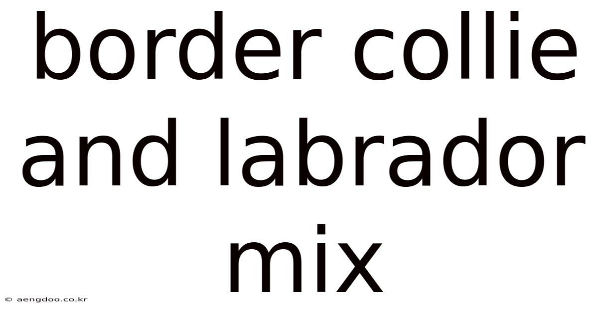 Border Collie And Labrador Mix