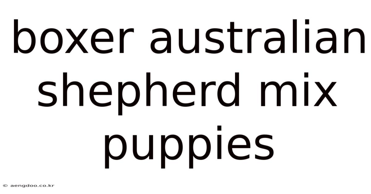 Boxer Australian Shepherd Mix Puppies