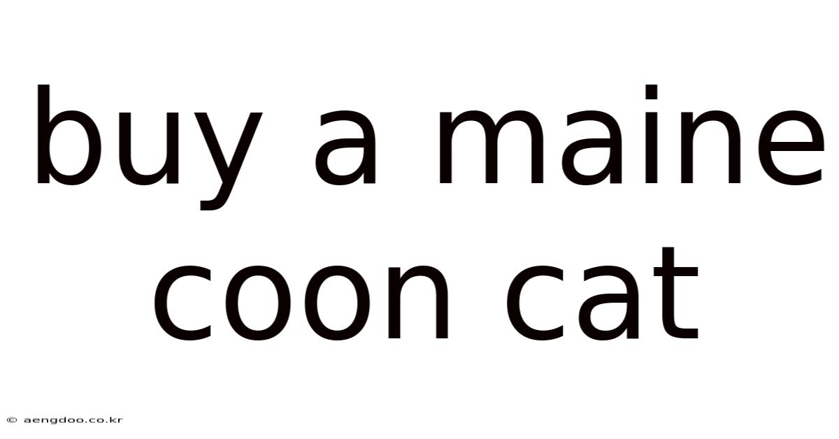 Buy A Maine Coon Cat