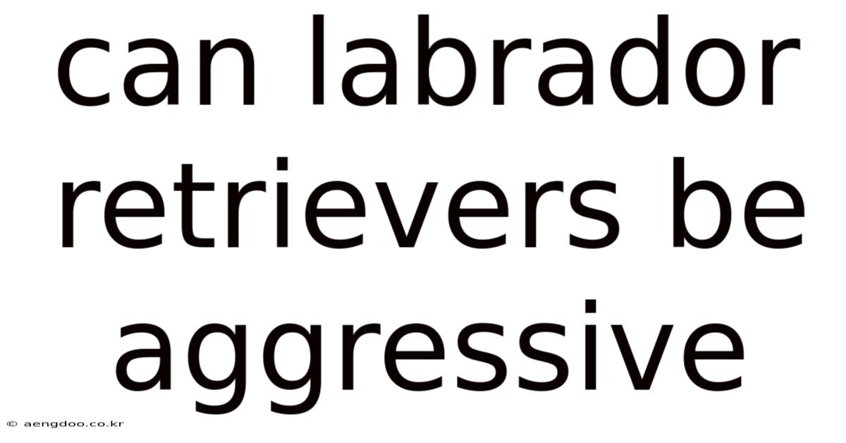 Can Labrador Retrievers Be Aggressive