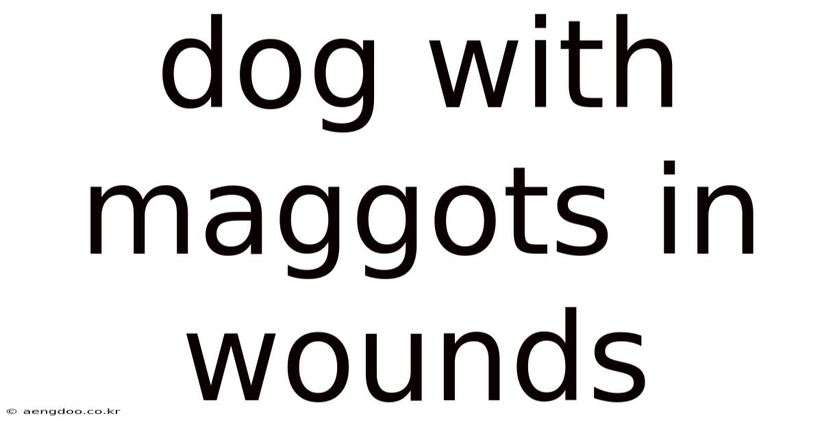 Dog With Maggots In Wounds