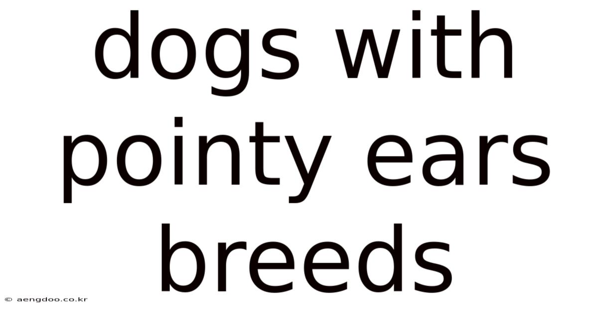 Dogs With Pointy Ears Breeds