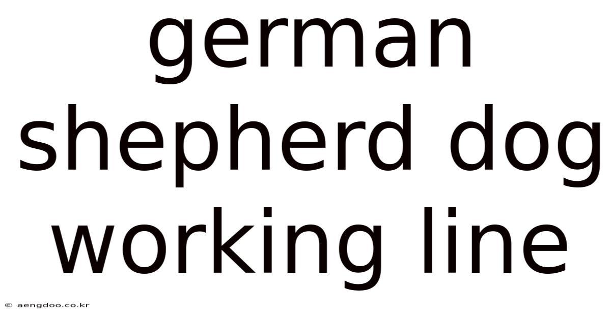 German Shepherd Dog Working Line
