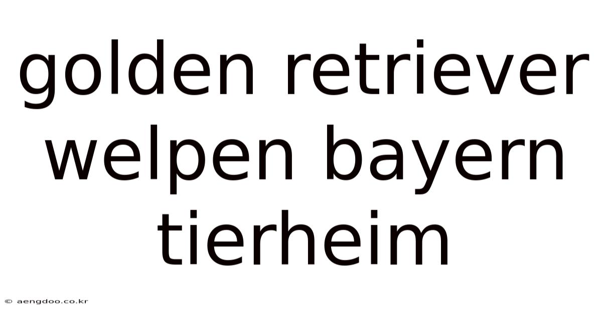 Golden Retriever Welpen Bayern Tierheim