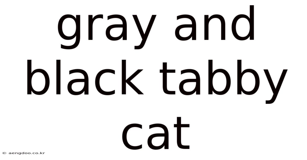 Gray And Black Tabby Cat