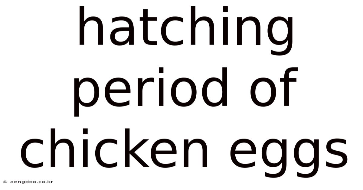 Hatching Period Of Chicken Eggs