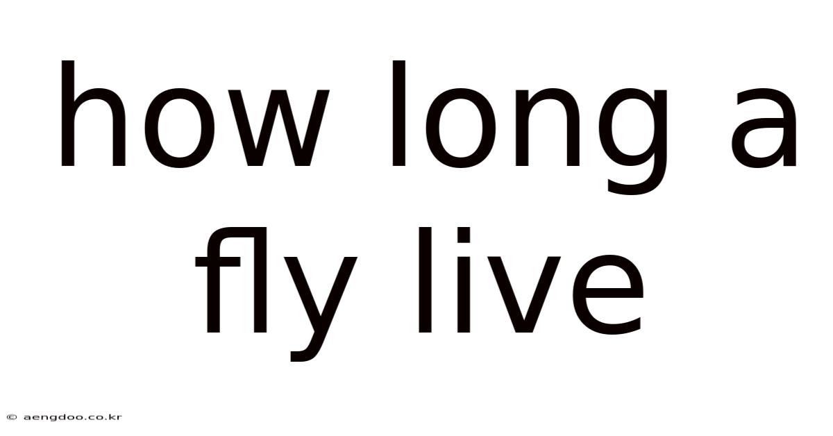 How Long A Fly Live