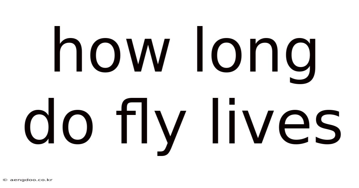 How Long Do Fly Lives