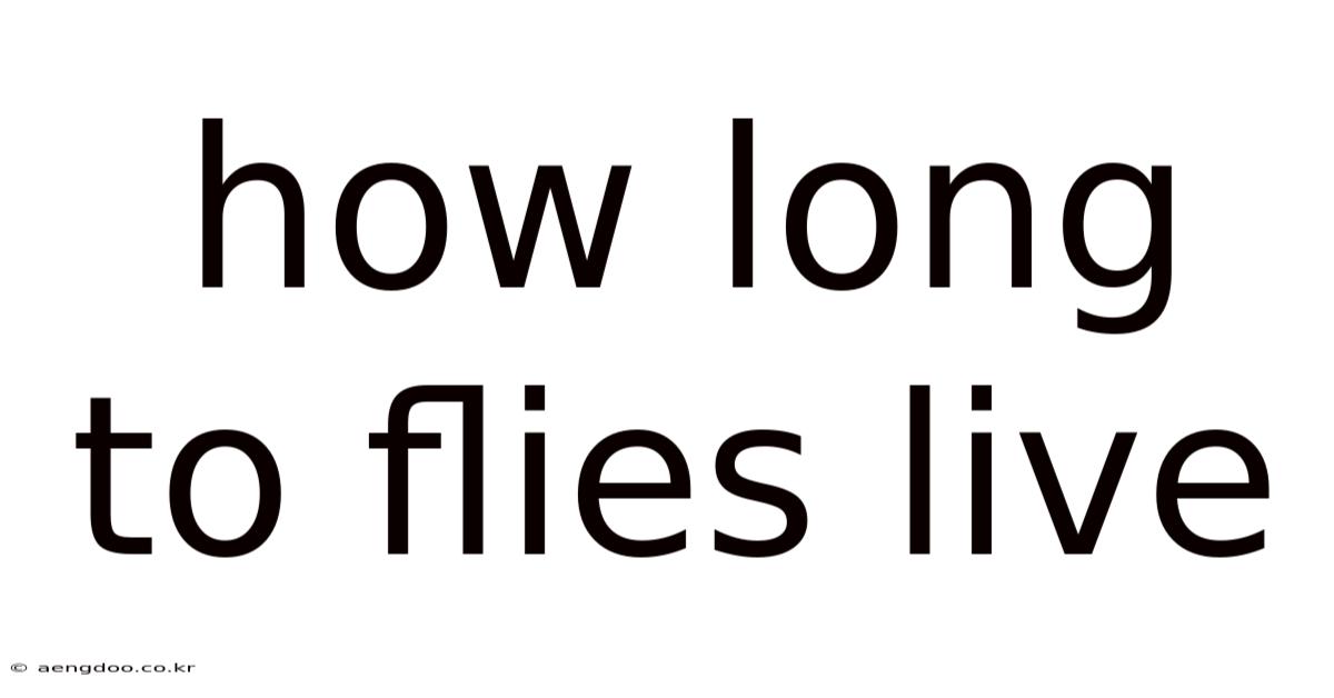 How Long To Flies Live