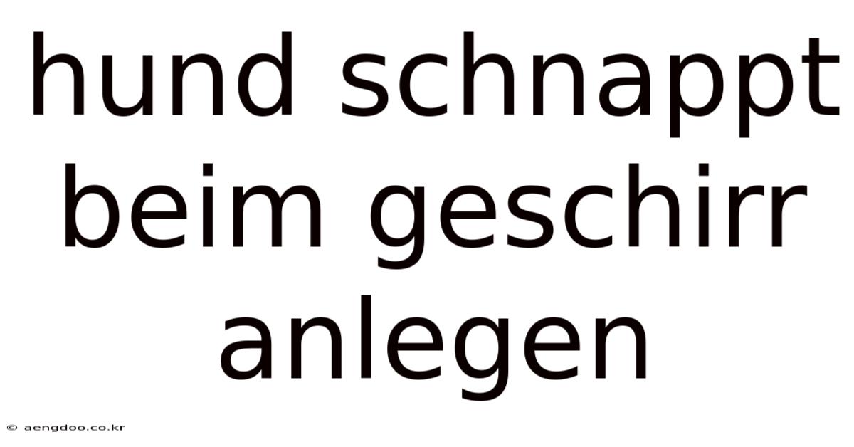 Hund Schnappt Beim Geschirr Anlegen