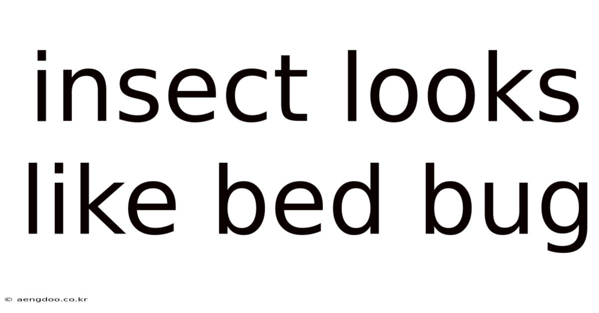 Insect Looks Like Bed Bug