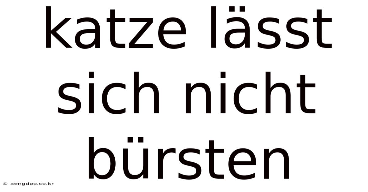 Katze Lässt Sich Nicht Bürsten