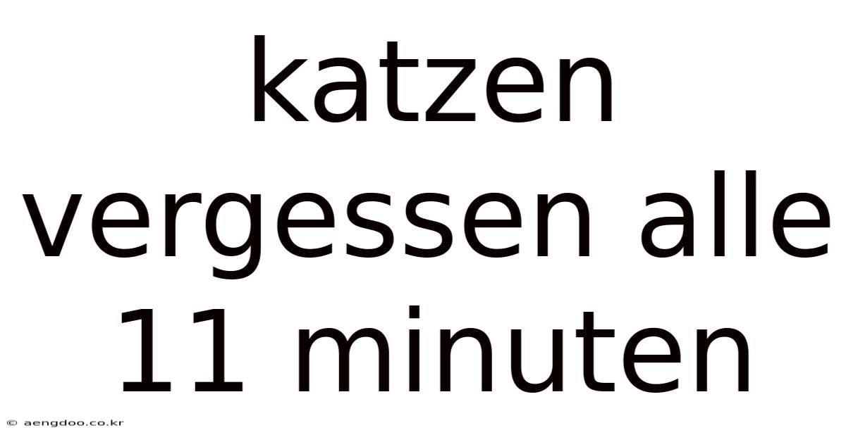 Katzen Vergessen Alle 11 Minuten