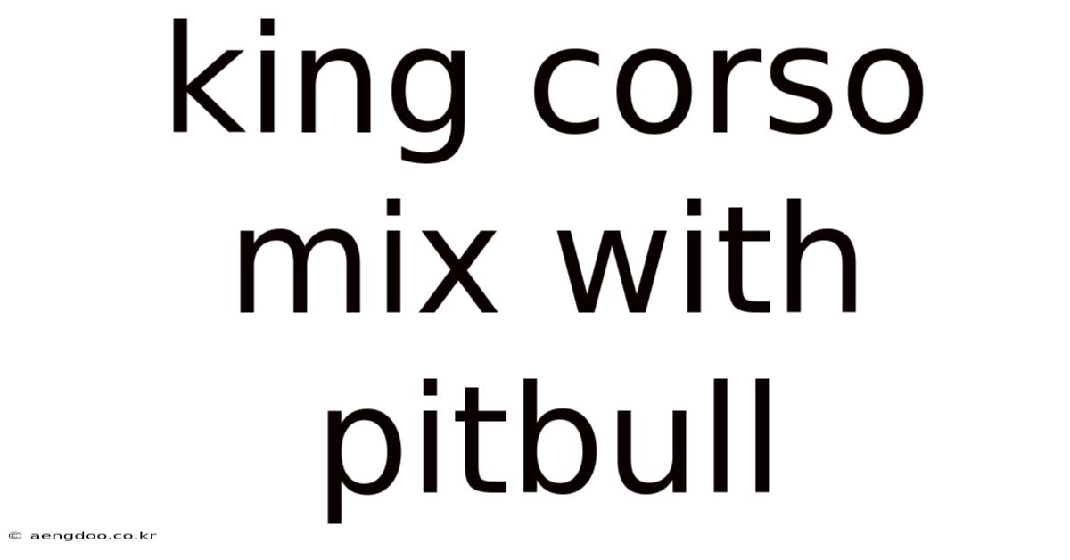 King Corso Mix With Pitbull