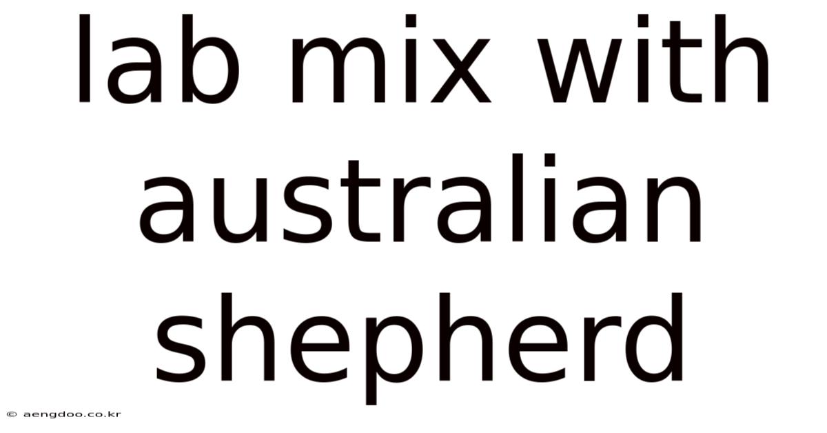 Lab Mix With Australian Shepherd