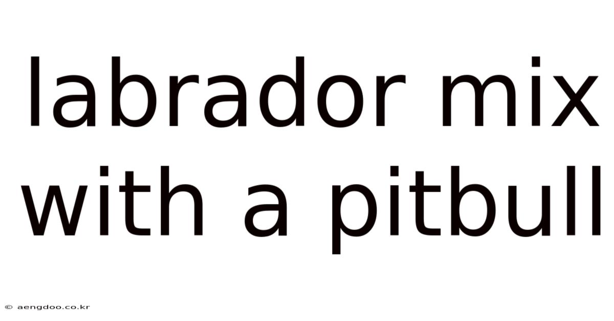 Labrador Mix With A Pitbull