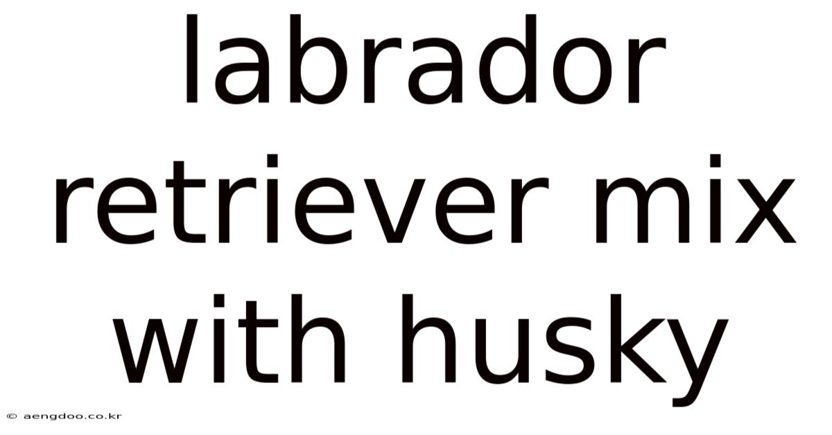 Labrador Retriever Mix With Husky