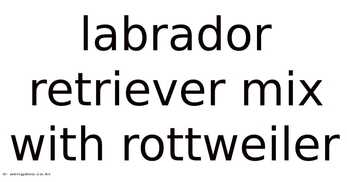 Labrador Retriever Mix With Rottweiler