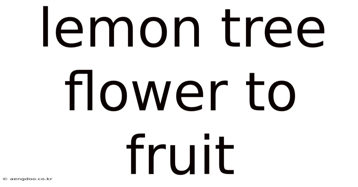 Lemon Tree Flower To Fruit
