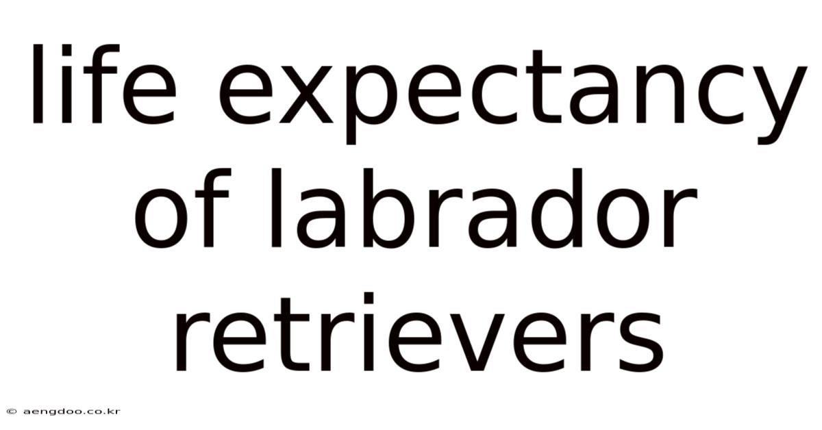 Life Expectancy Of Labrador Retrievers