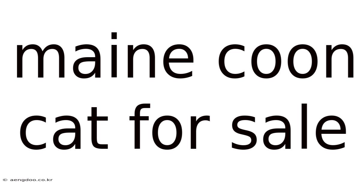 Maine Coon Cat For Sale