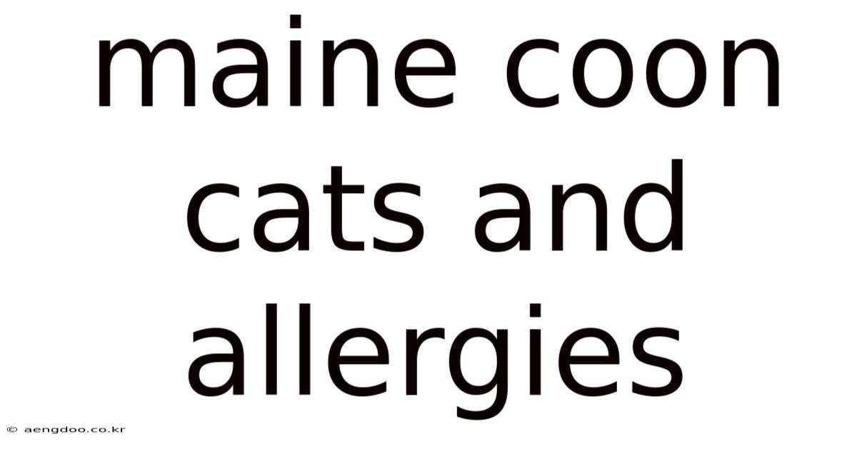 Maine Coon Cats And Allergies