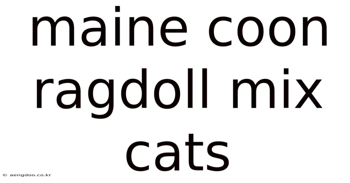 Maine Coon Ragdoll Mix Cats