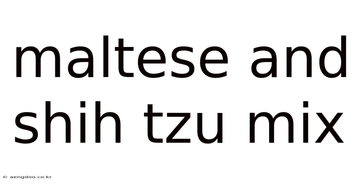 Maltese And Shih Tzu Mix