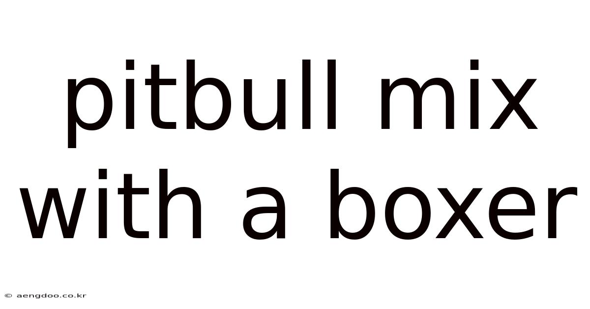 Pitbull Mix With A Boxer