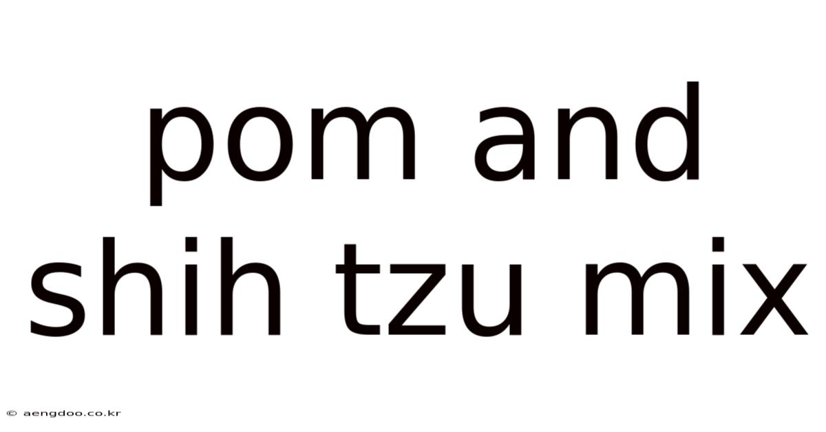 Pom And Shih Tzu Mix