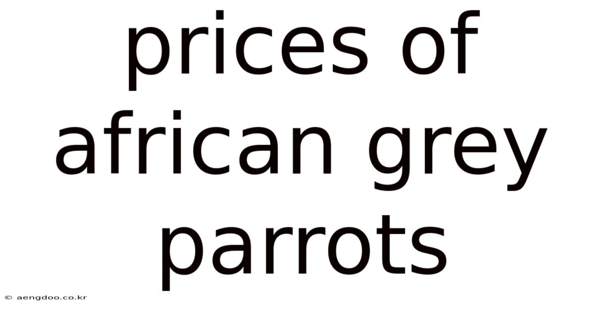Prices Of African Grey Parrots