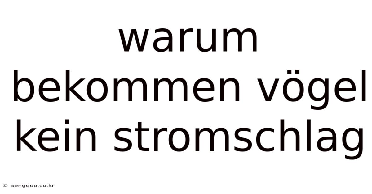 Warum Bekommen Vögel Kein Stromschlag