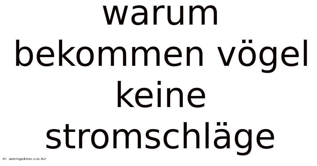 Warum Bekommen Vögel Keine Stromschläge