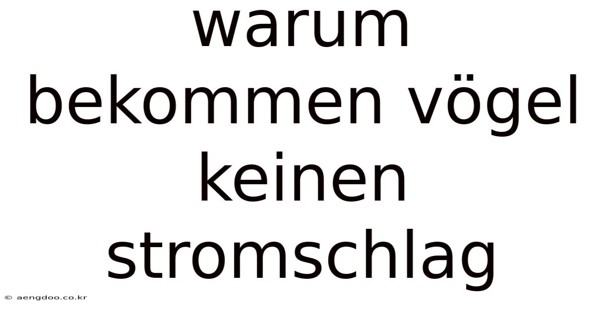 Warum Bekommen Vögel Keinen Stromschlag