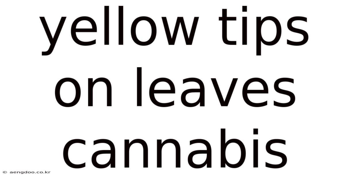 Yellow Tips On Leaves Cannabis